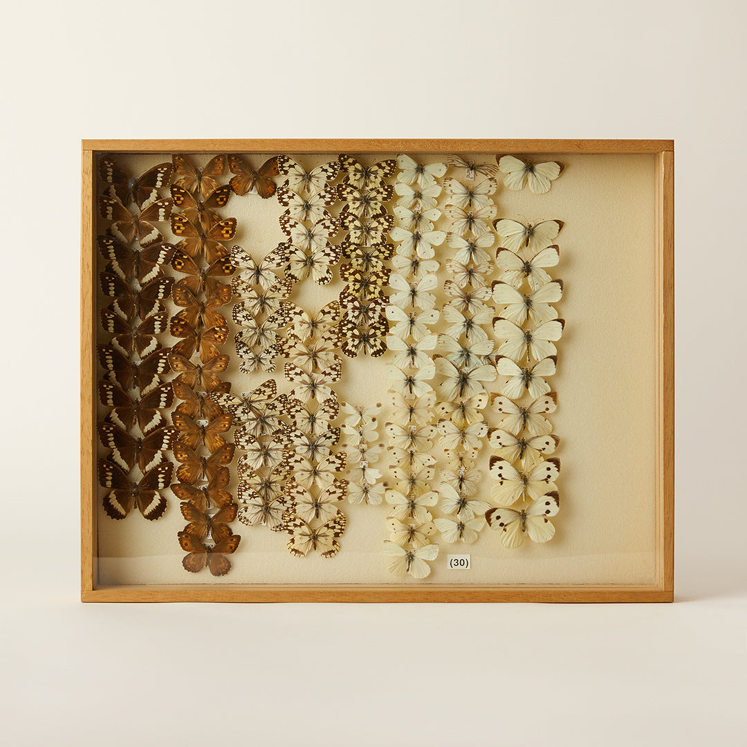 Large Butterfly Box