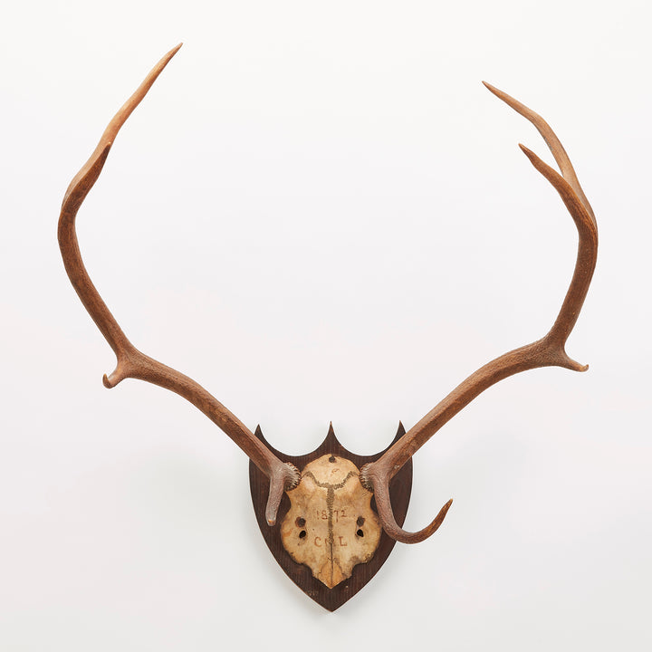 Austrian Red Deer Hunting Trophy Dated 1872