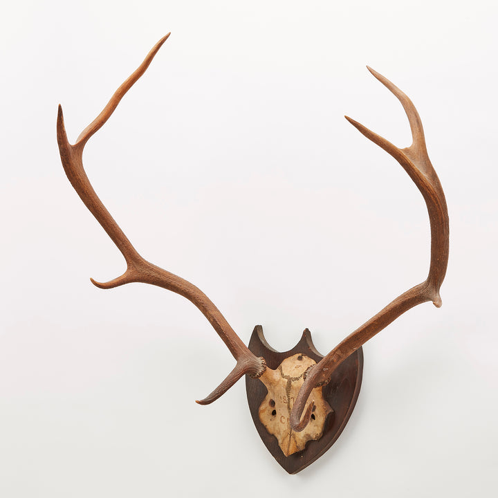 Austrian Red Deer Hunting Trophy Dated 1872
