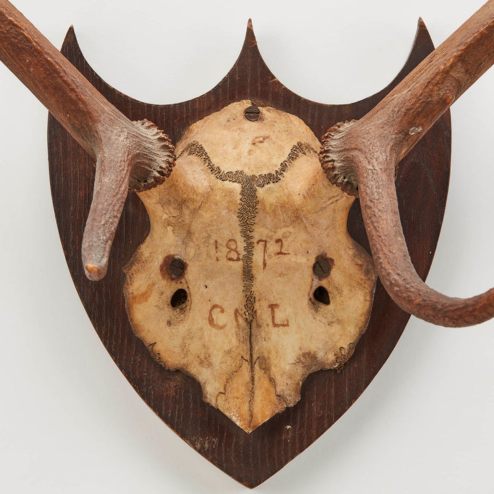Austrian Red Deer Hunting Trophy Dated 1872
