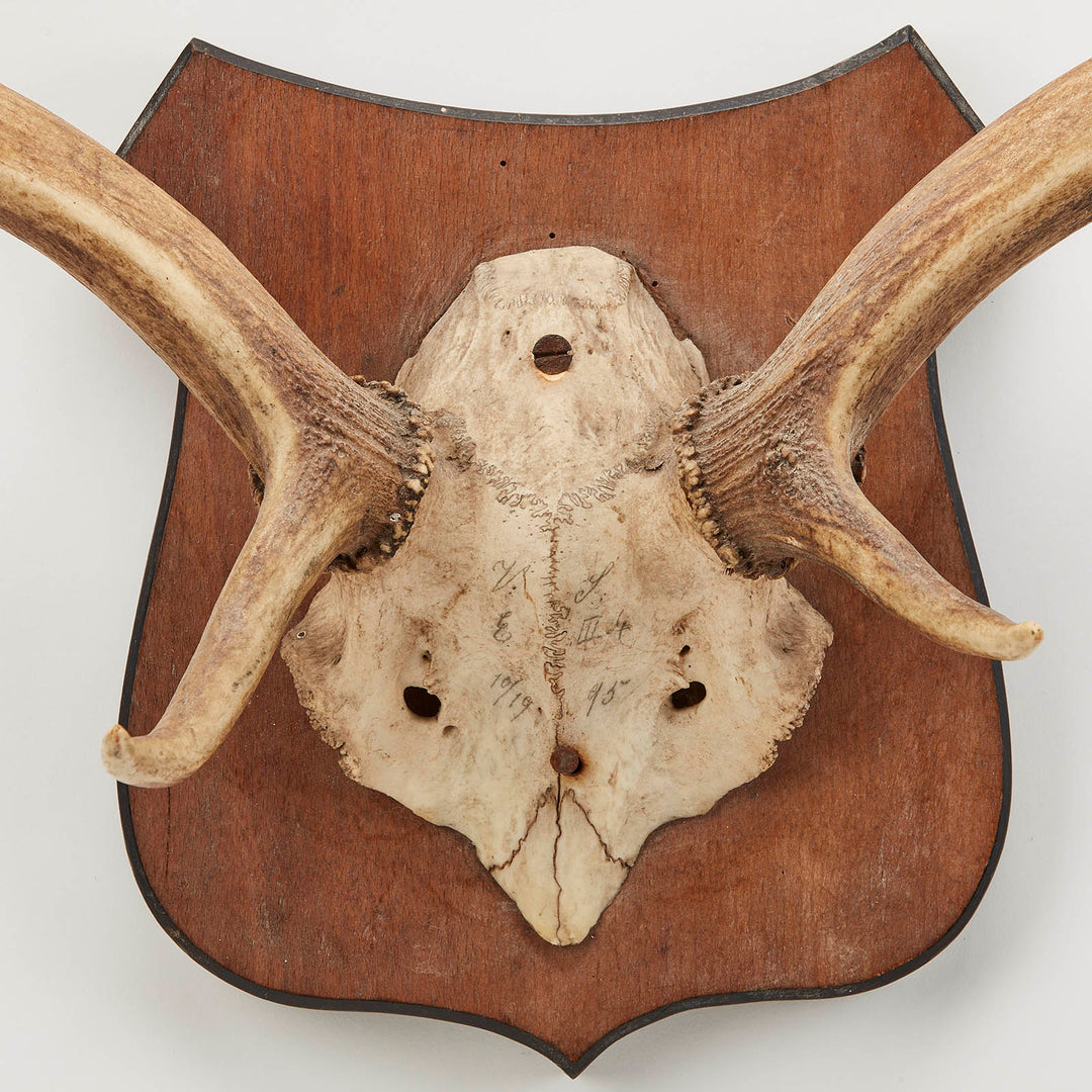 Mounted Fallow Deer Antlers, circa Early 20th Century