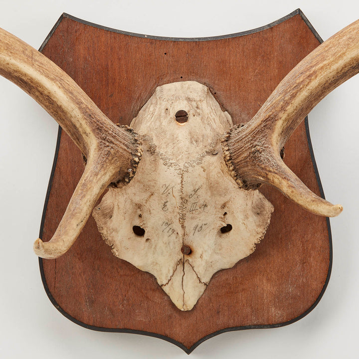 Mounted Fallow Deer Antlers, circa Early 20th Century