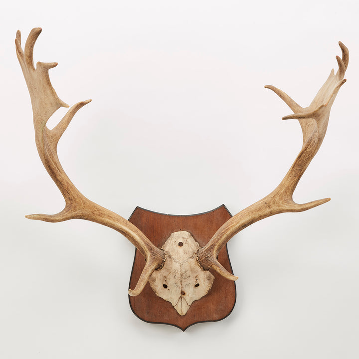 Mounted Fallow Deer Antlers, circa Early 20th Century