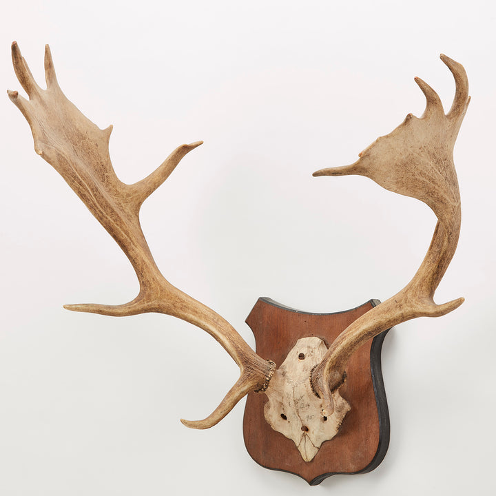 Mounted Fallow Deer Antlers, circa Early 20th Century