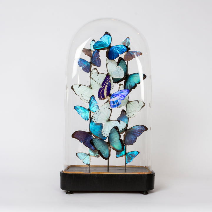 "Glacier" Butterfly  Dome with Morpho Butterflies by HASHARAT