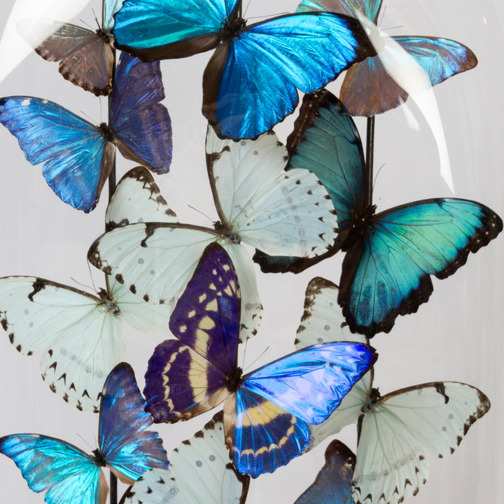 "Glacier" Butterfly  Dome with Morpho Butterflies by HASHARAT