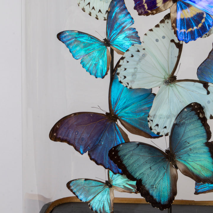 "Glacier" Butterfly  Dome with Morpho Butterflies by HASHARAT