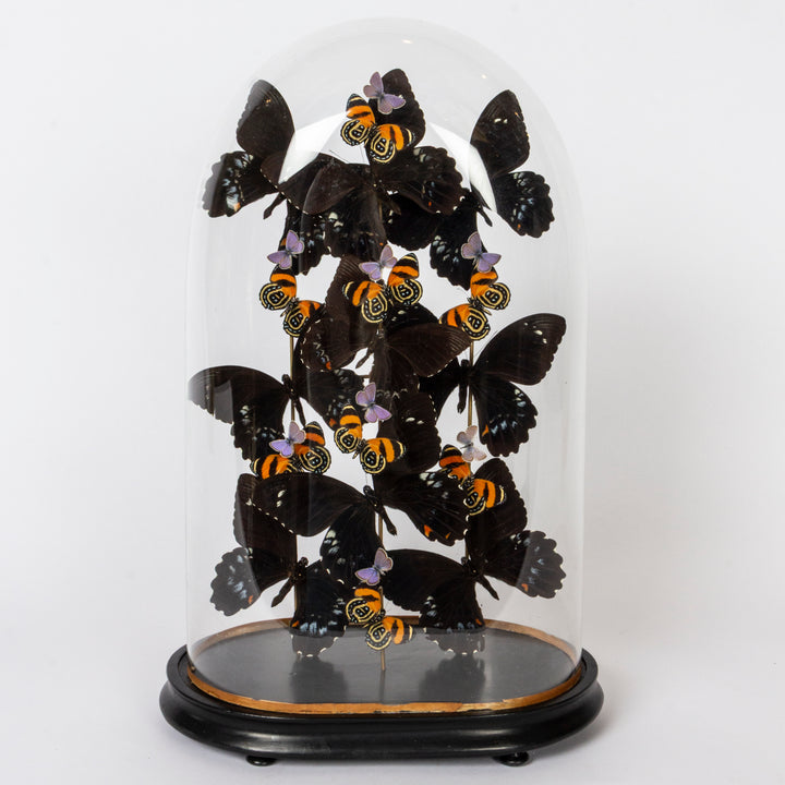 A collection of preserved black butterflies with orange and purple accents, arranged inside a clear glass dome on a black base against a white background.