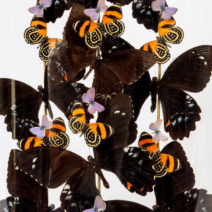 "Nocturne" Butterly Dome with Iridescent and Patterned Butterflies by HASHARAT