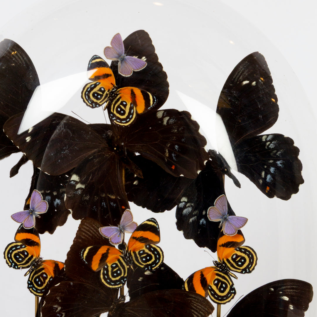 "Nocturne" Butterly Dome with Iridescent and Patterned Butterflies by HASHARAT