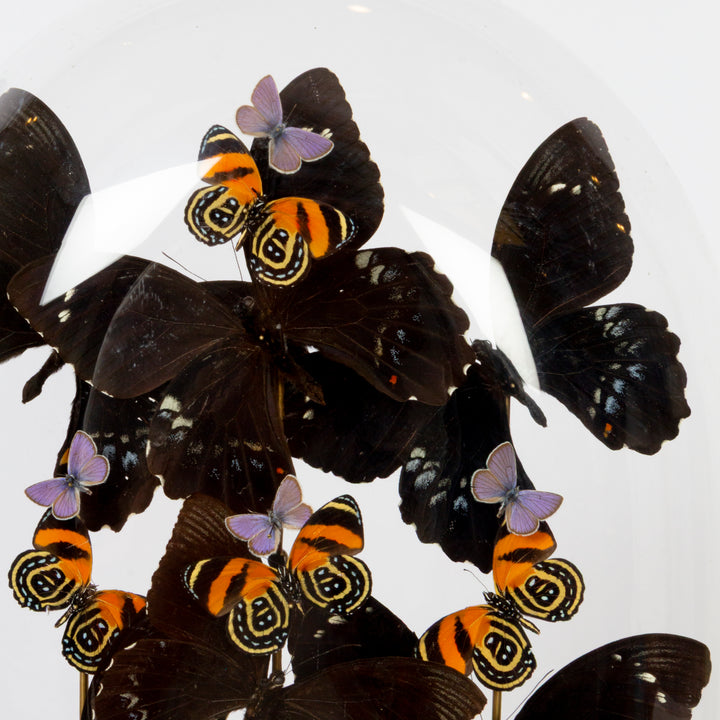 "Nocturne" Butterly Dome with Iridescent and Patterned Butterflies by HASHARAT
