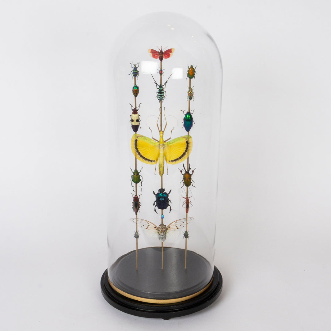 A taxidermy display of various preserved insects and beetles mounted on wooden pins inside a clear glass dome, set on a black circular base with a gold ring, photographed against a plain white background.