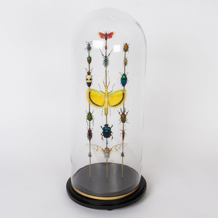A taxidermy display of various preserved insects and beetles mounted on wooden pins inside a clear glass dome, set on a black circular base with a gold ring, photographed against a plain white background.