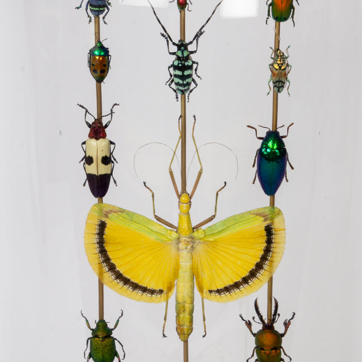 "Totem" Beetle Dome by HASHARAT