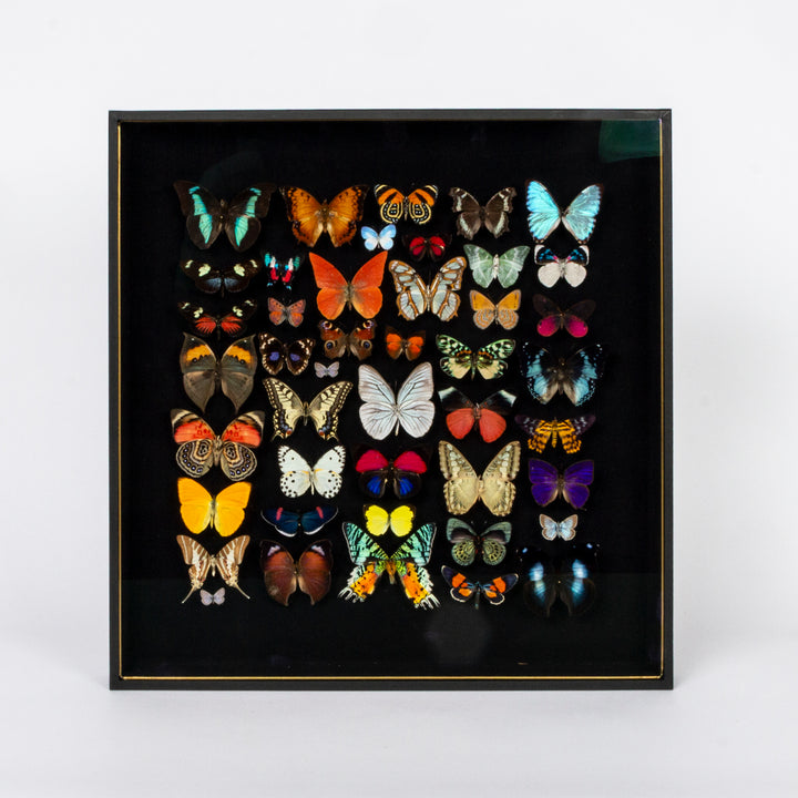"Millefiori" Butterfly Shadow Box by HASHARAT