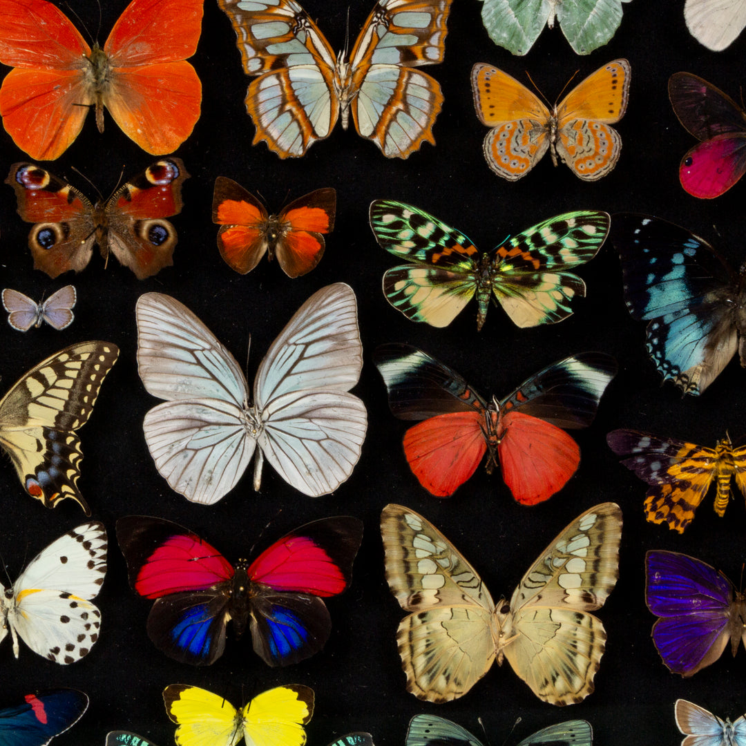 "Millefiori" Butterfly Shadow Box by HASHARAT