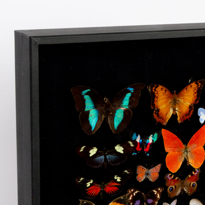 "Millefiori" Butterfly Shadow Box by HASHARAT