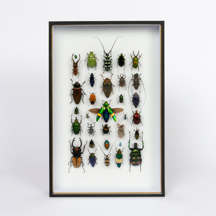 "Marching Band" Beetle Jewel Box by HASHARAT