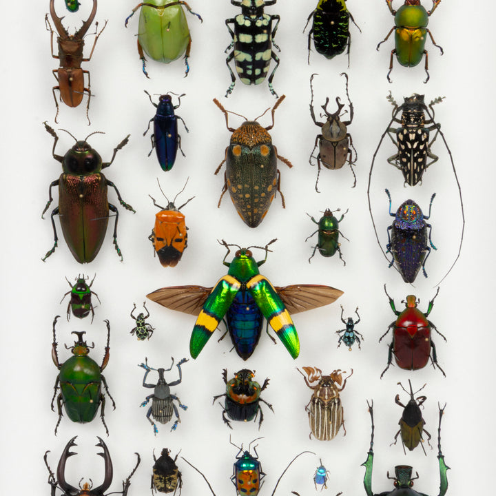 "Marching Band" Beetle Jewel Box by HASHARAT