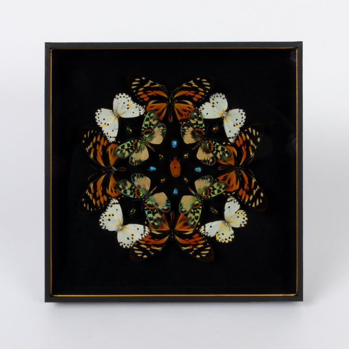 Framed Butterfly Box with monarchs and white butterflies against a black background