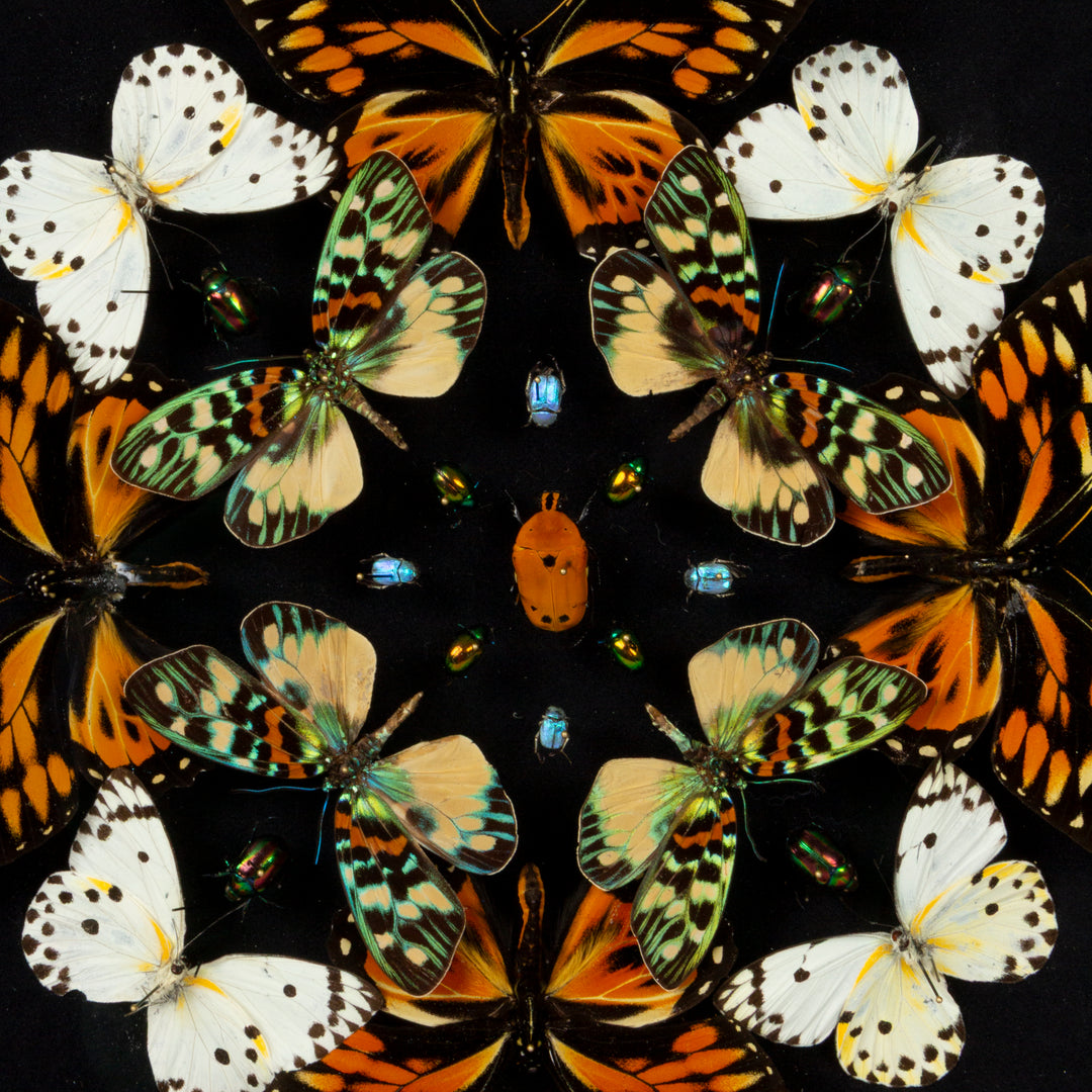 "Kaleidoscope" Butterfly Shadow Box by HASHARAT