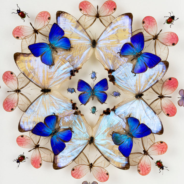 "Morning Light" Butterfly Shadow Box by HASHARAT