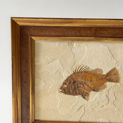 Framed Fish Fossil