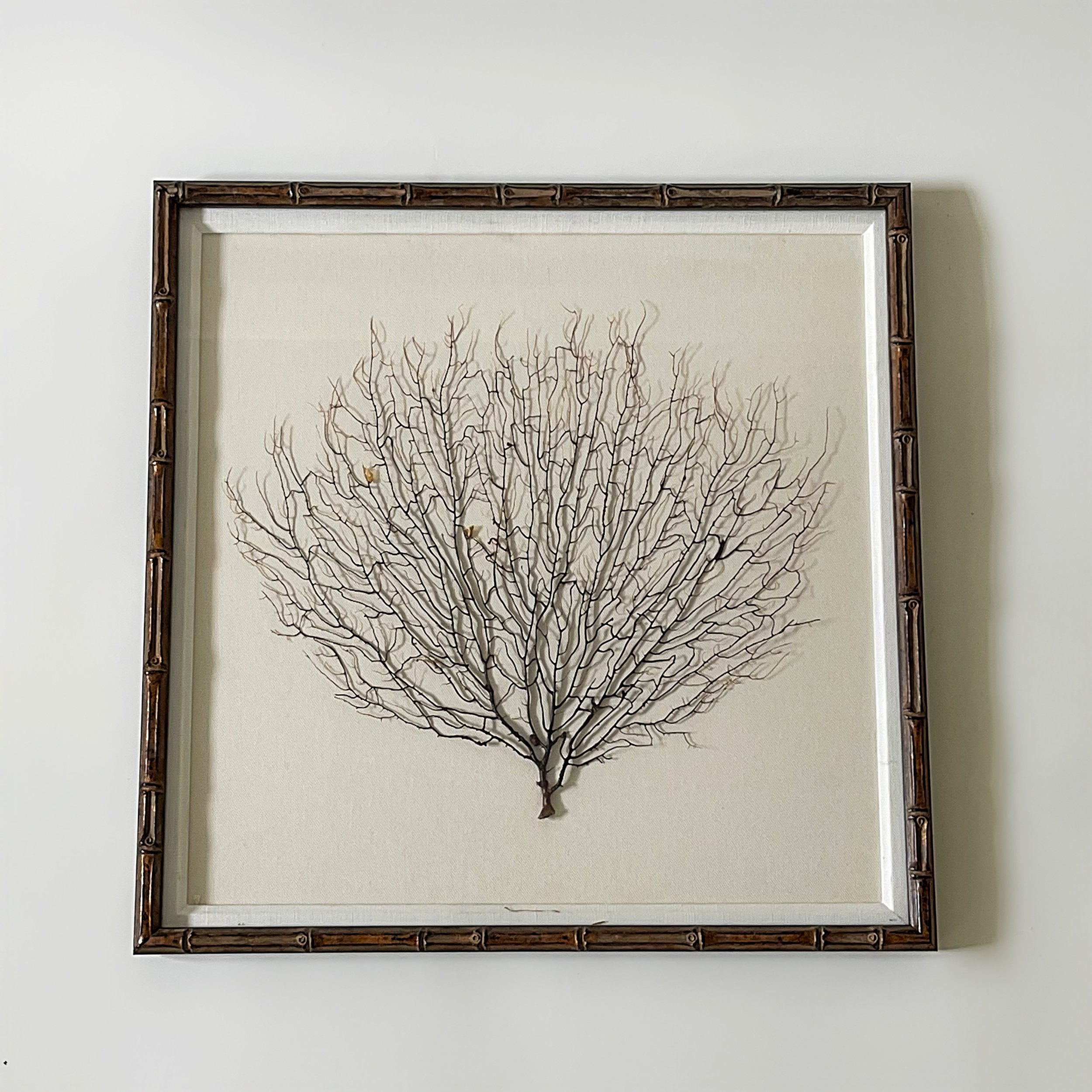 Set Of Three Framed Black Coral, Bamboo Frames – George Home CT