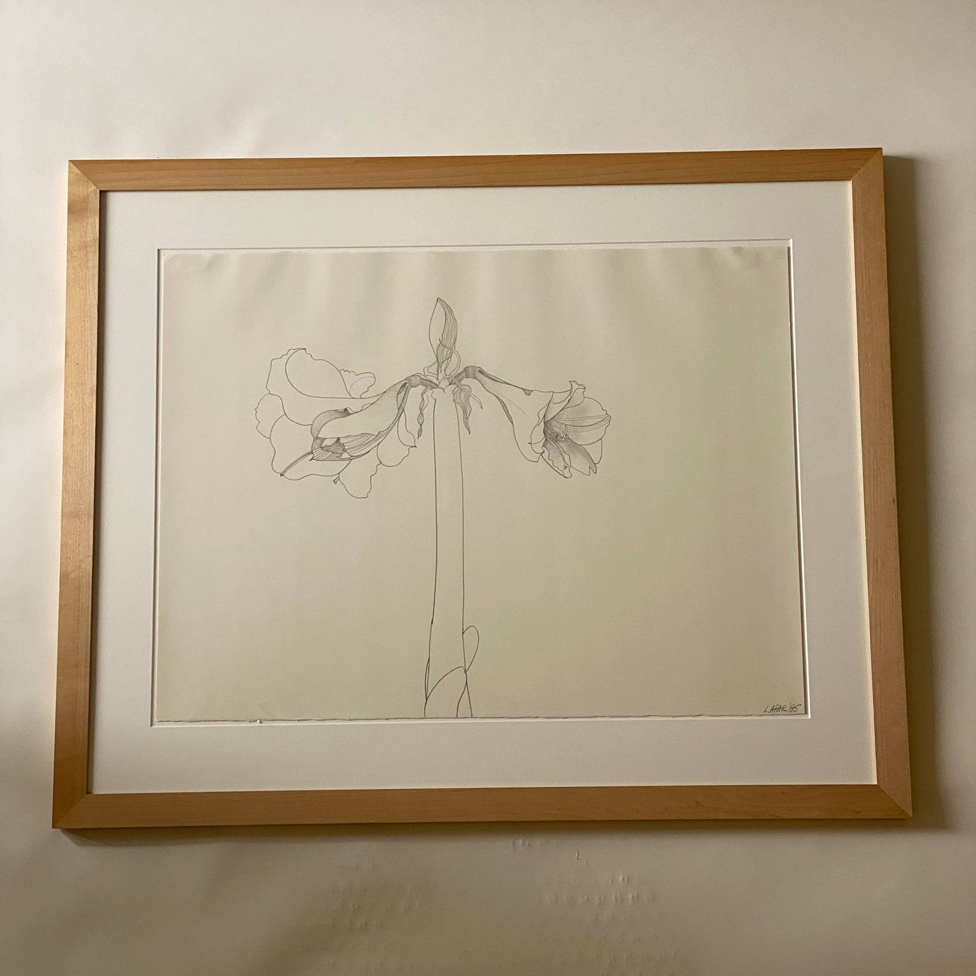 Amaryllis Drawing By Nancy Laser